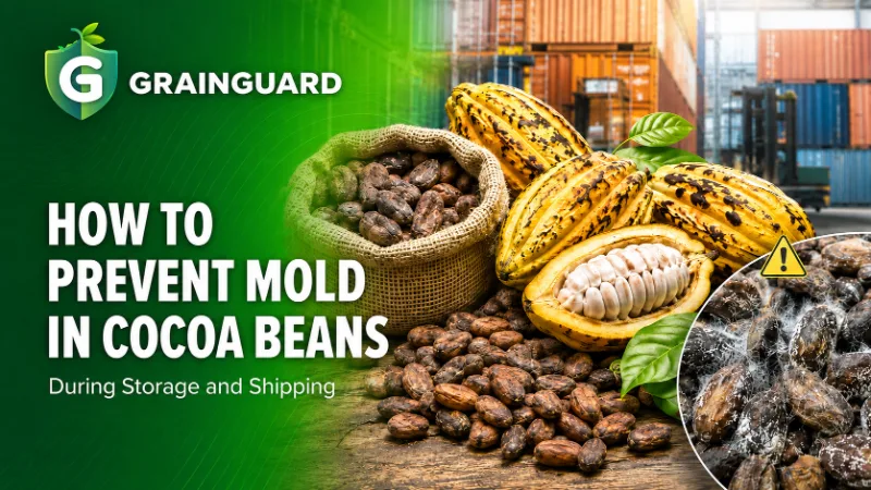 Comment prévenir la moisissure dans les fèves de cacao pendant le stockage et l’expédition ?